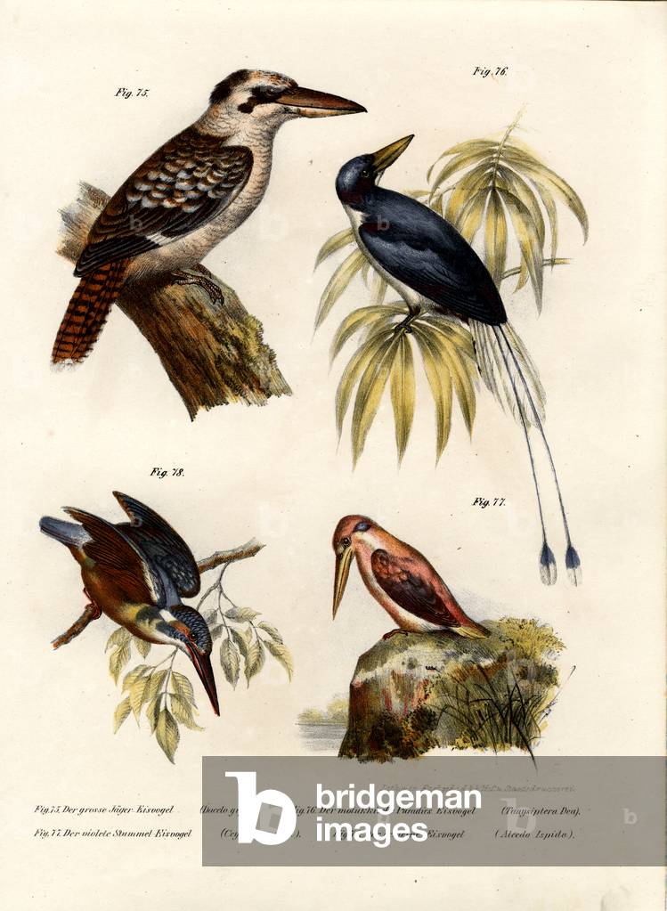 Kookaburra, 1864 (colour litho)