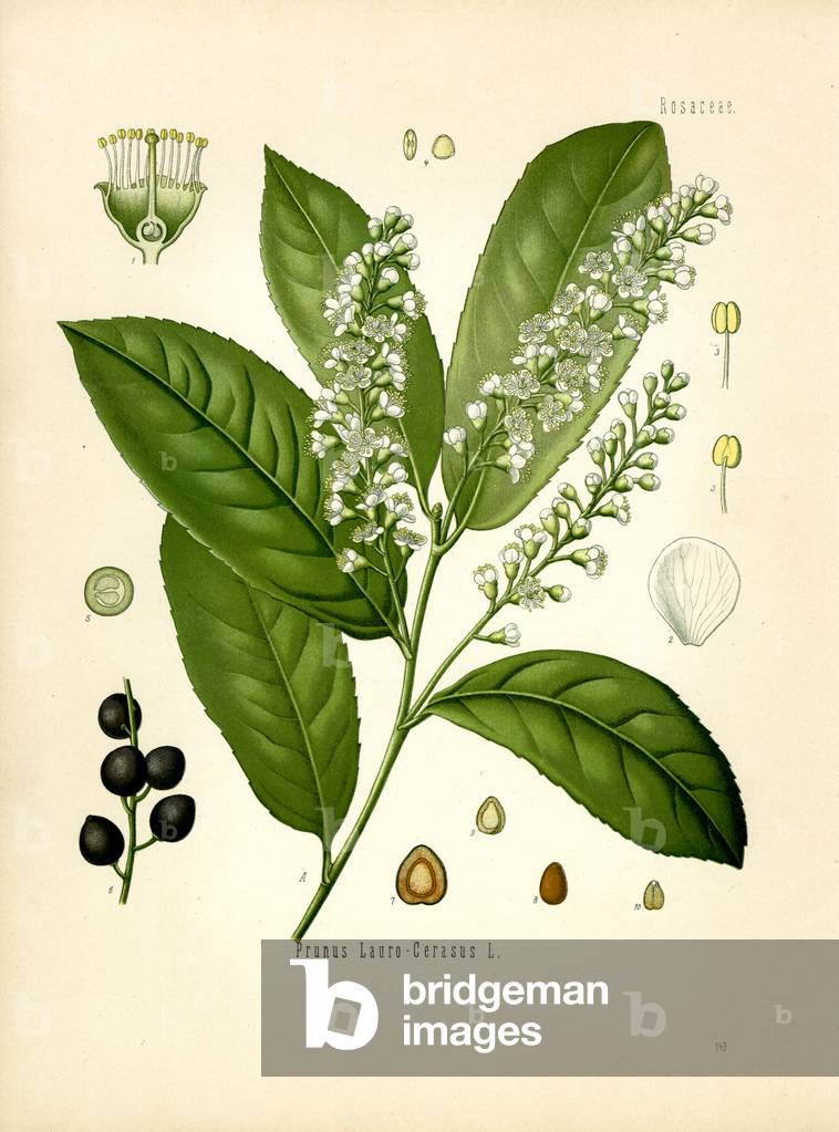 Cherry Laurel (colour litho)