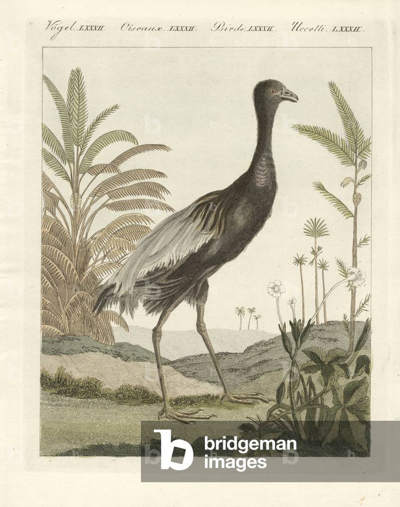 The goldenbreast trumpet bird (coloured engraving)