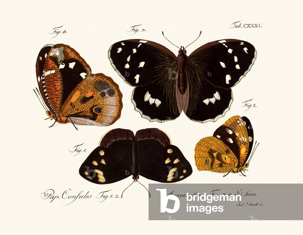 Butterflies, 1783-1806 (coloured engraving)