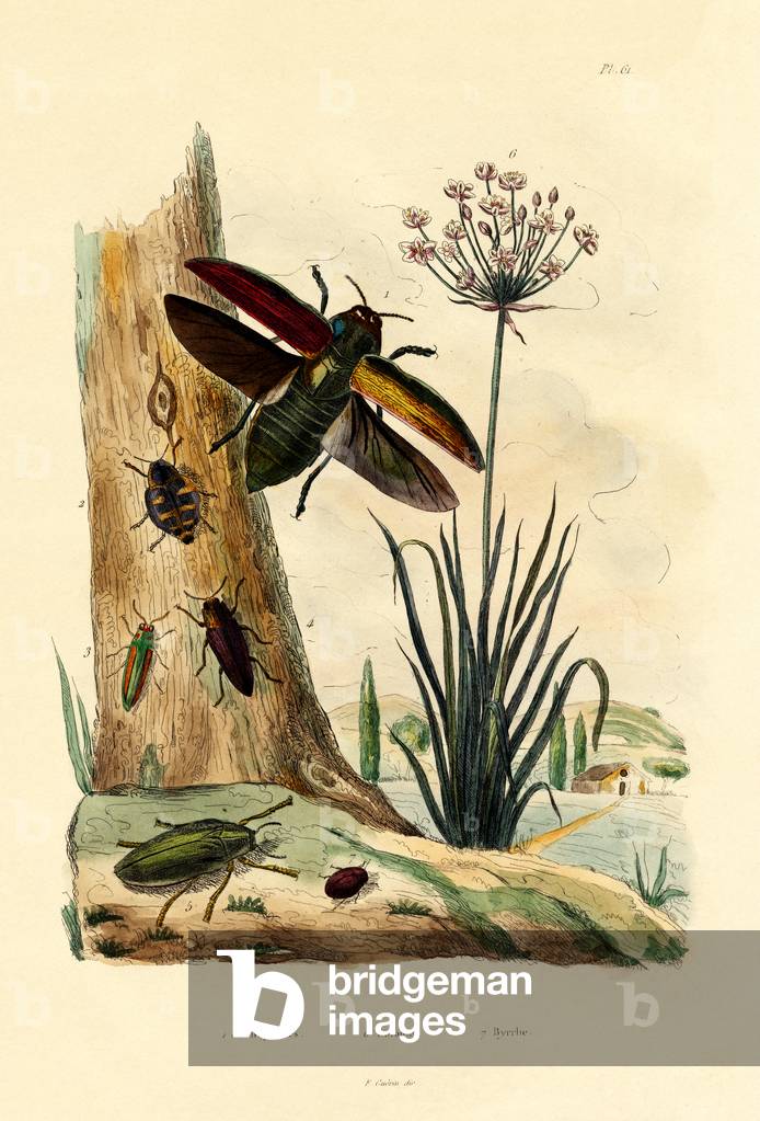 Jewel Beetles, 1833-39 (coloured engraving)