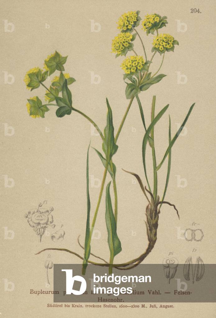 Rock Hare's Ear (Bupleurum petraeum, Bupleurum graminifolium) (colour litho)