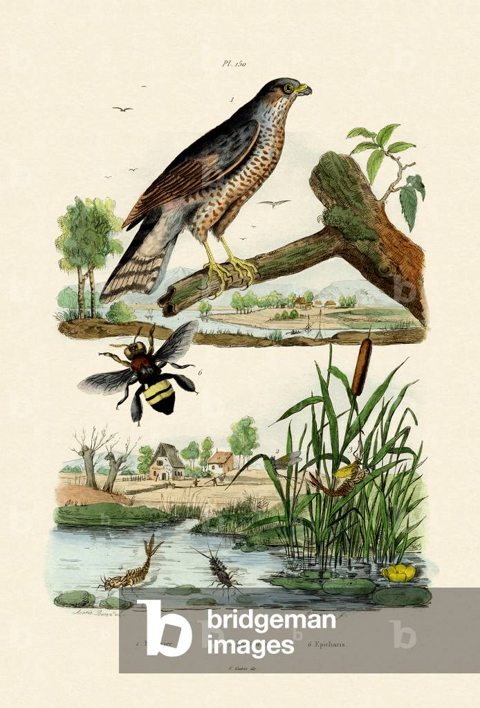 Eurasian Sparrowhawk, 1833-39 (coloured engraving)