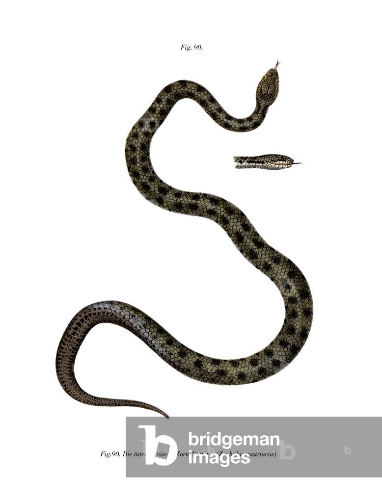 Smooth Snake (colour litho)