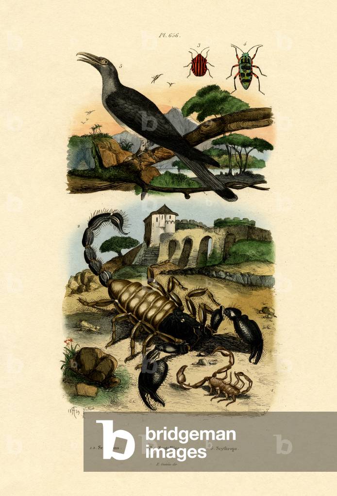 Scorpions, 1833-39 (coloured engraving)