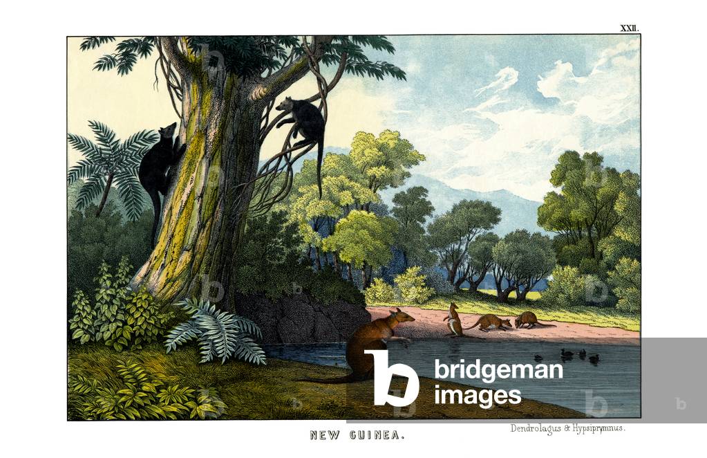 Dendrolagus and Hypsiprymnus, 1860 (colour litho)