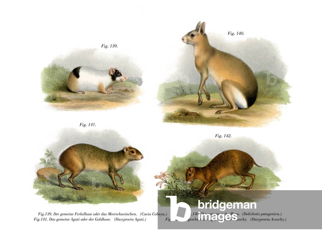 Guinea Pig, 1860 (colour litho)