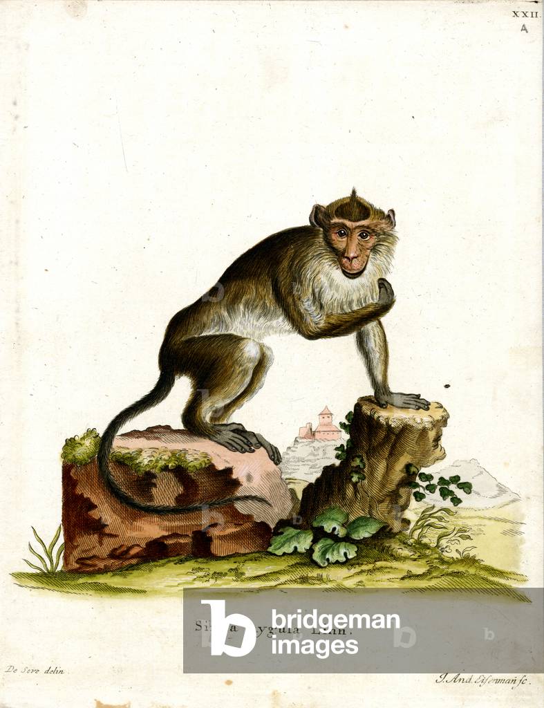 Crab-eating Macaque (coloured engraving)