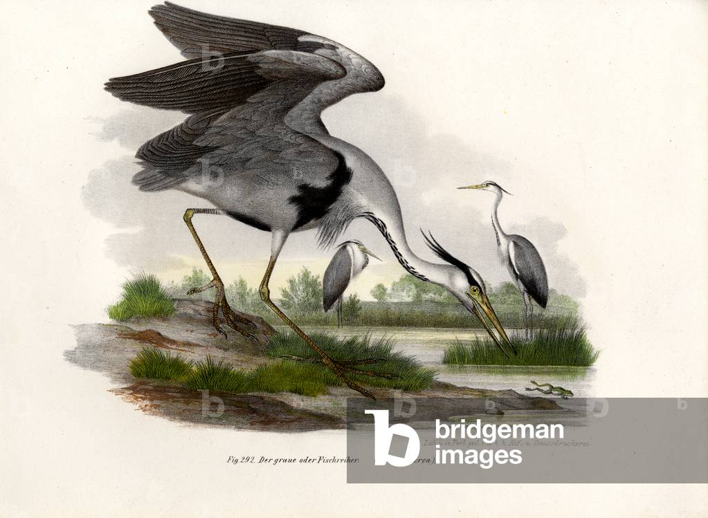 Grey Heron, 1864 (colour litho)