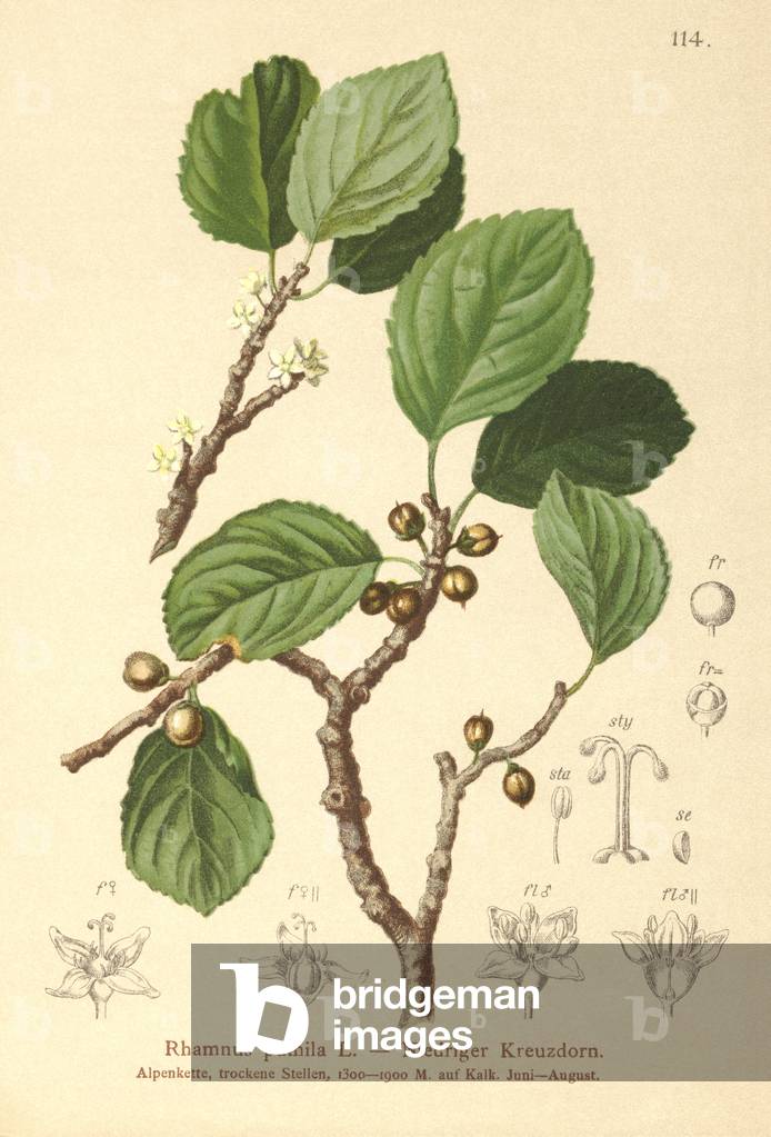 Dwarf Buckthorn (Rhamnus pumila) (colour litho)