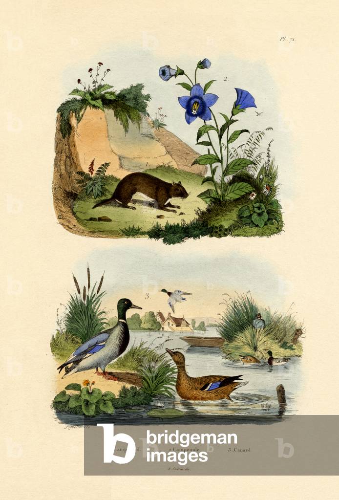 Meadow Vole, 1833-39 (coloured engraving)