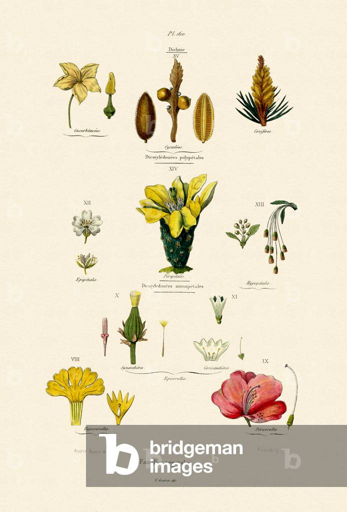 Vegetal Families, 1833-39 (coloured engraving)