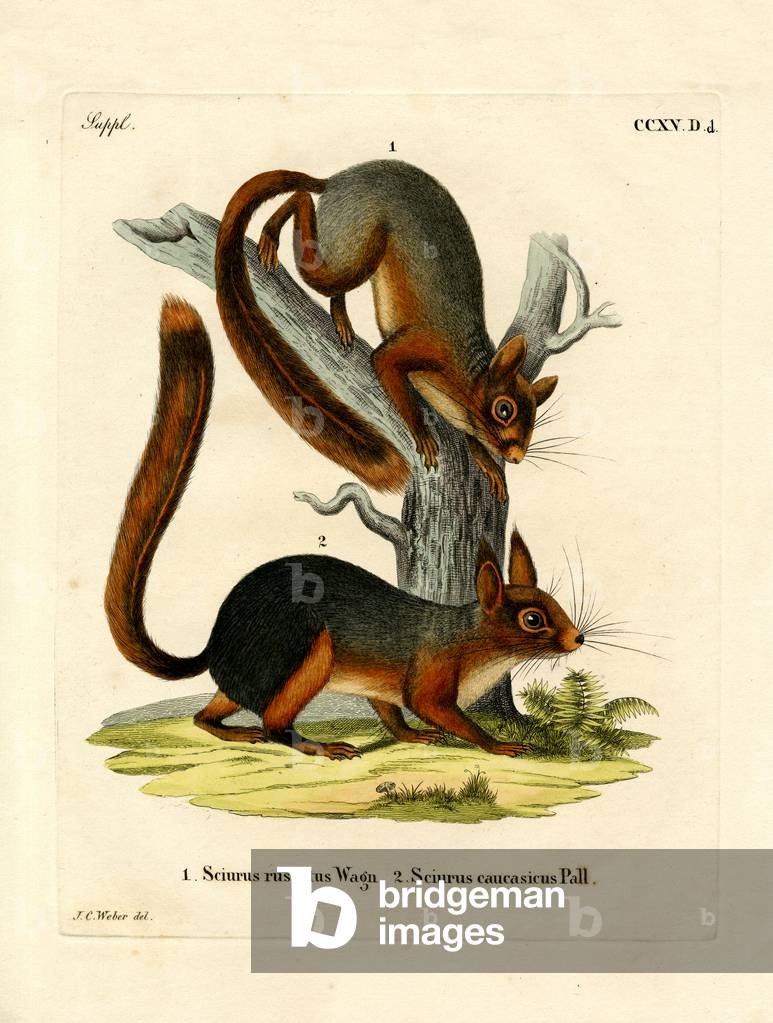 Caucasian Squirrel (coloured engraving)