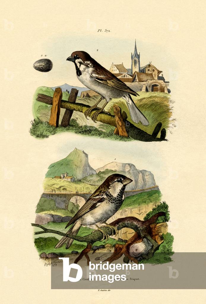 Italian Sparrow, 1833-39 (coloured engraving)