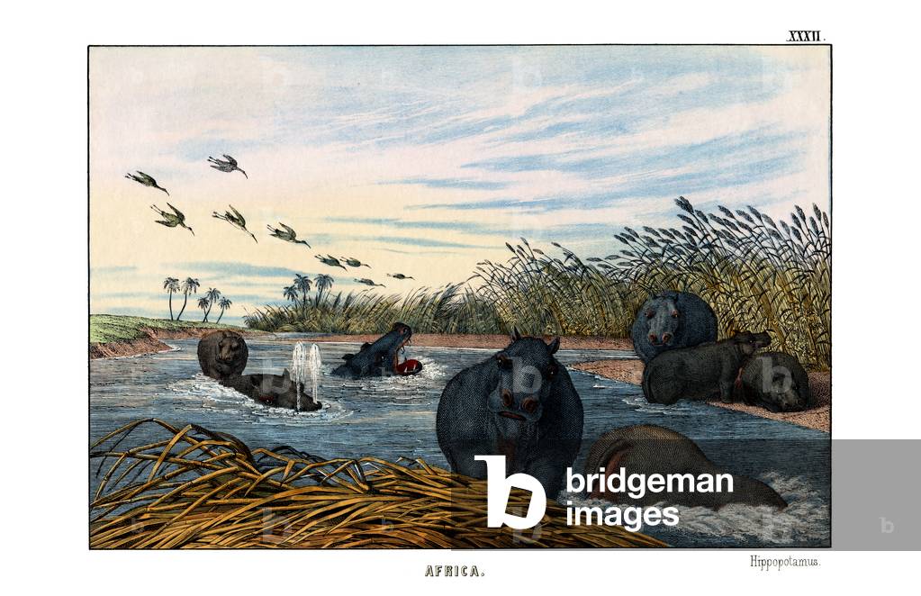 Hippopotamus, 1860 (colour litho)