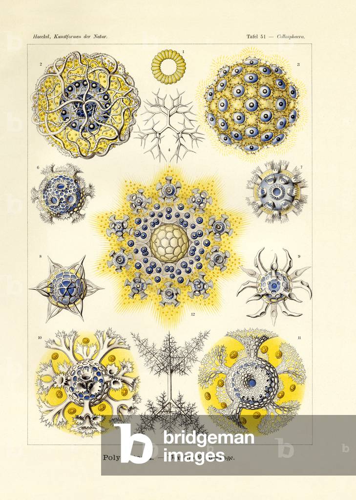 Polycyttaria, 1899-1904 (colour litho)