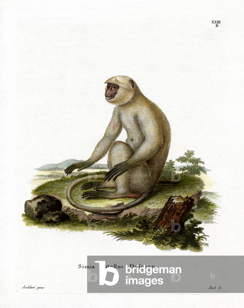 Northern Plains Gray Langur (coloured engraving)