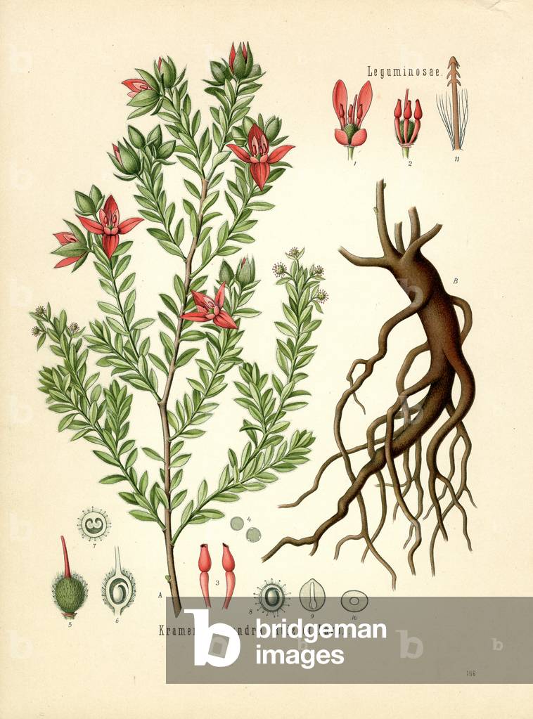 Rhatany (colour litho)