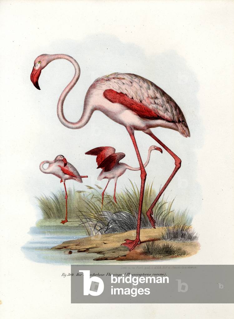 Greater Flamingo, 1864 (colour litho)