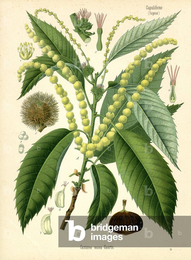 Chestnut (colour litho)