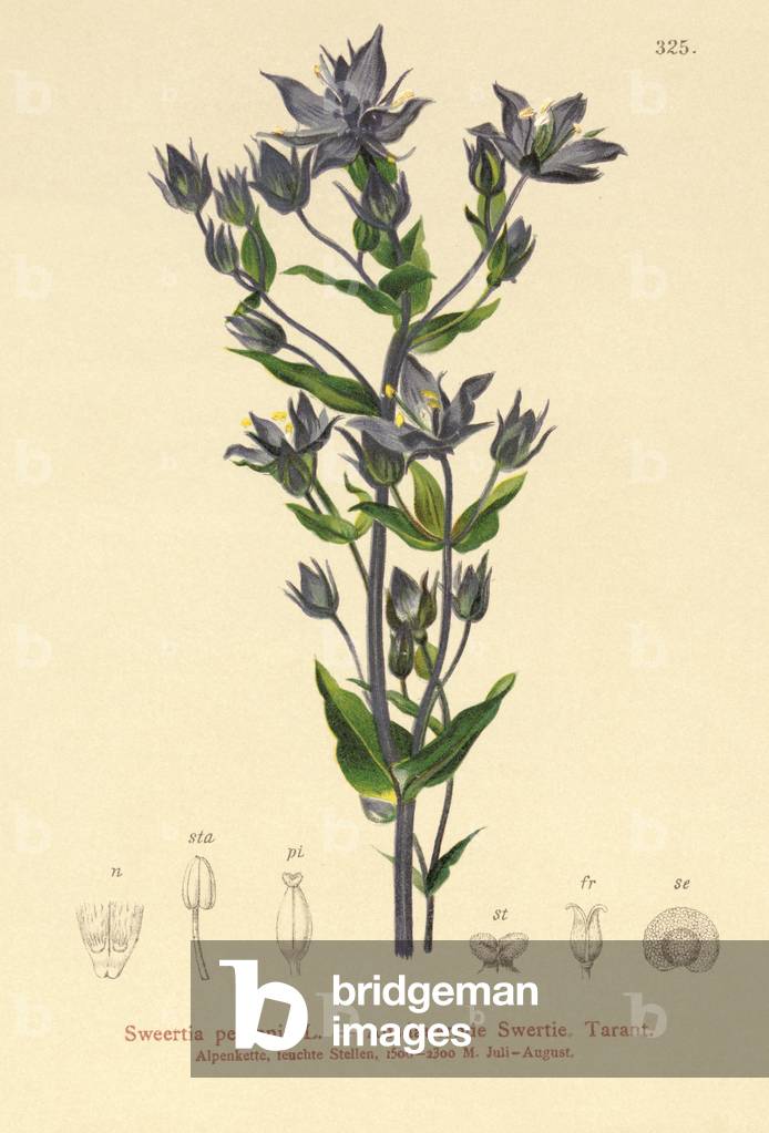 Felwort (Sweertia perennis) (colour litho)