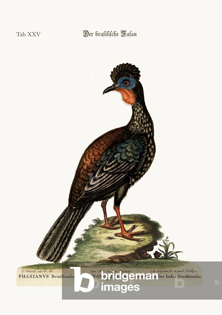 The Quan or Guan, 1749-73 (coloured engraving)