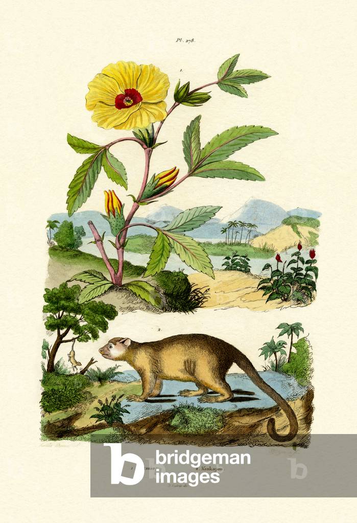 Rose of Sharon, 1833-39 (coloured engraving)
