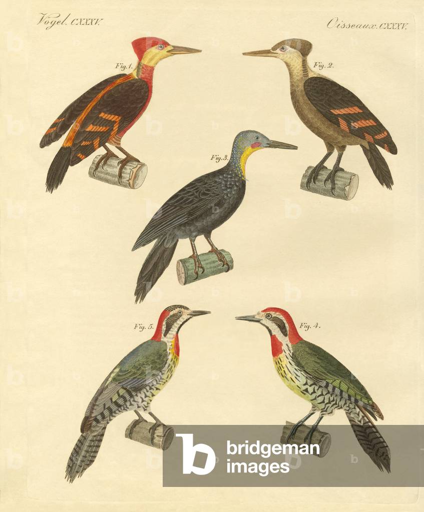 Beautiful and foreign woodpecker (coloured engraving)