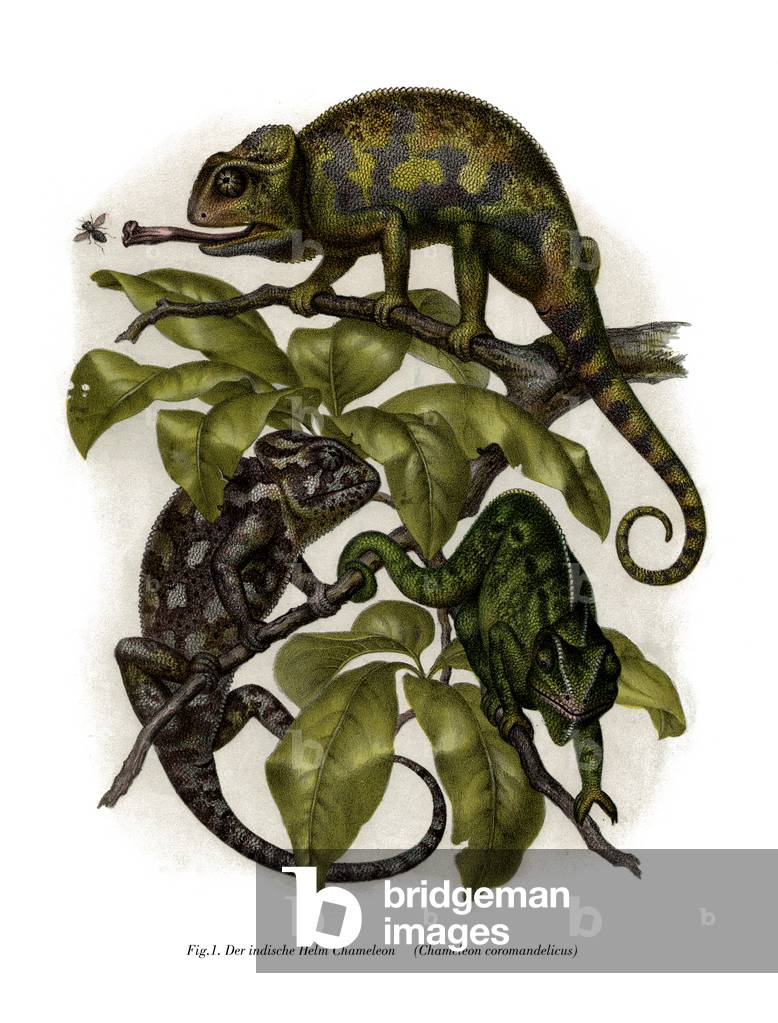 Chameleon (colour litho)