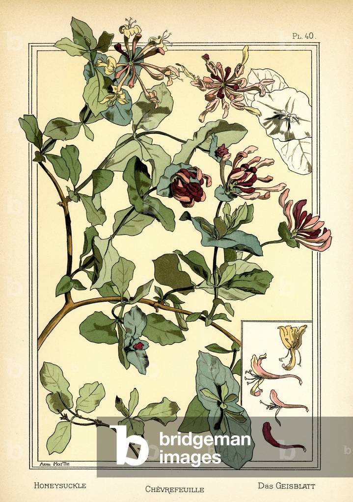 The Honeysuckle (colour litho)