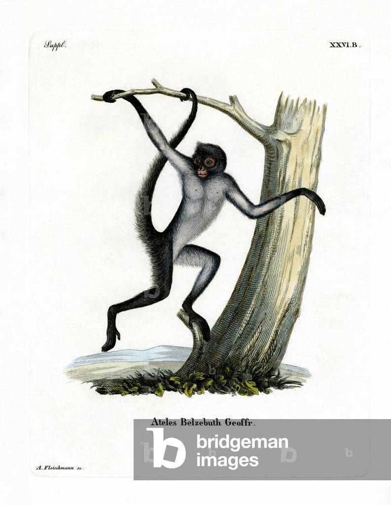 White-bellied Spider Monkey (coloured engraving)