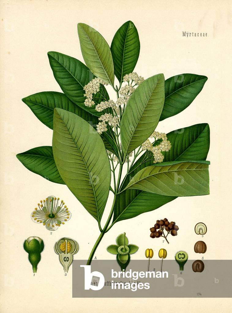 Pimento (colour litho)