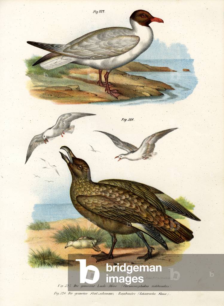 Common Black-headed Gull, 1864 (colour litho)