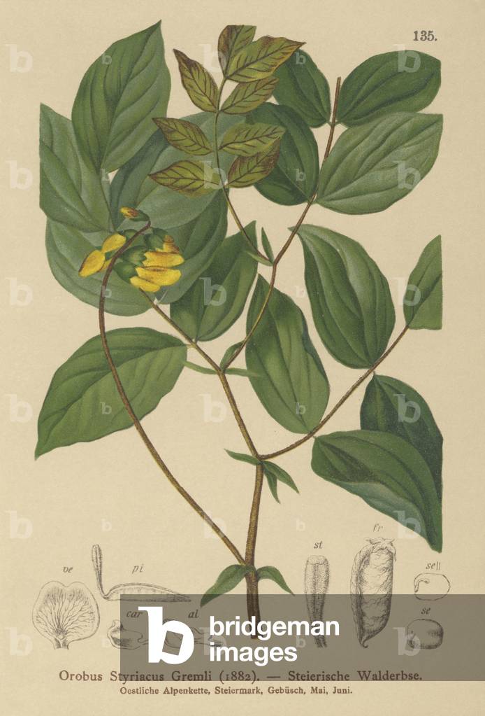 Golden Vetch (Orobus styriacus, Lathyrus aureus) (colour litho)
