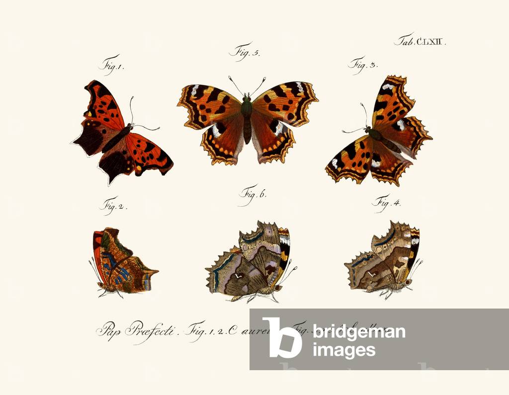 Butterflies, 1783-1806 (coloured engraving)