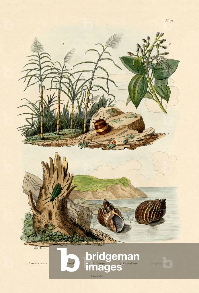 Sugarcane, 1833-39 (coloured engraving)