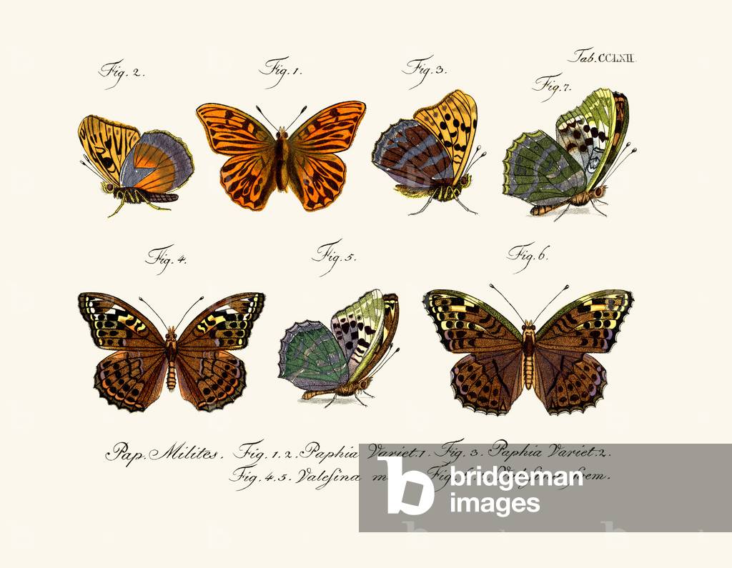Butterflies, 1783-1806 (coloured engraving)