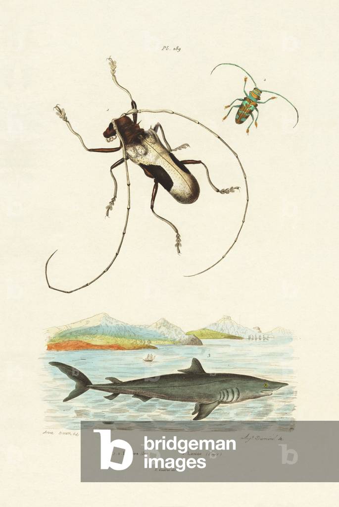 Longhorn Beetles, 1833-39 (coloured engraving)