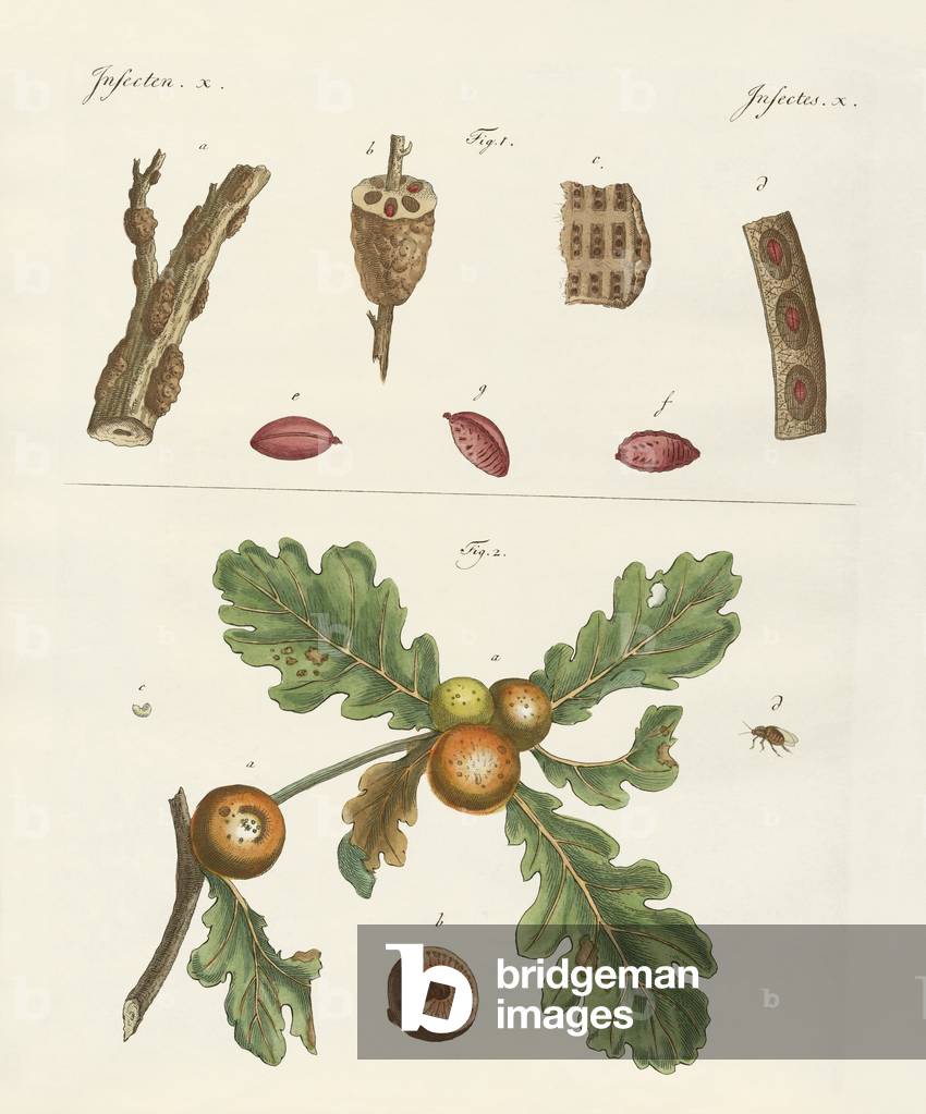 Useful insects (coloured engraving)