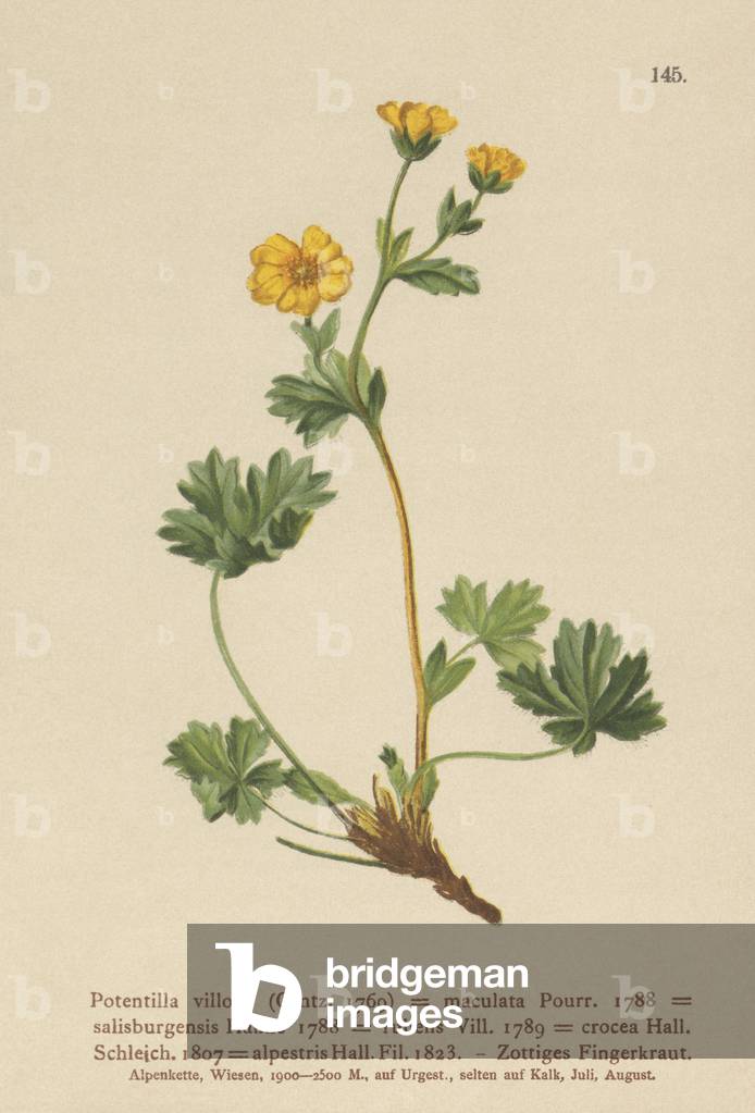 Villous Cinquefoil (Potentilla villosa, Potentilla maculata, Potentilla rubens, Potentilla crocea, Potentilla alpestris, Potentilla salisburgensis) (colour litho)