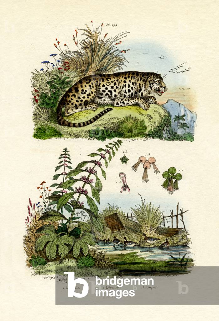 Lesser Duckweed, 1833-39 (coloured engraving)