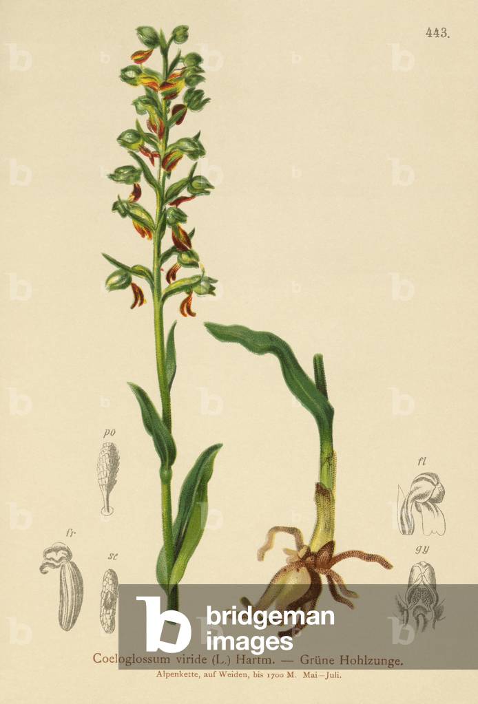 Frog Orchid (Coeloglossum viride) (colour litho)