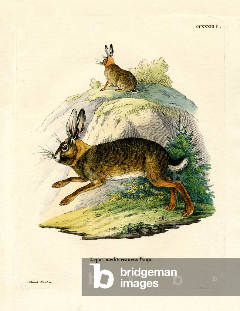 Iberian Hare (coloured engraving)