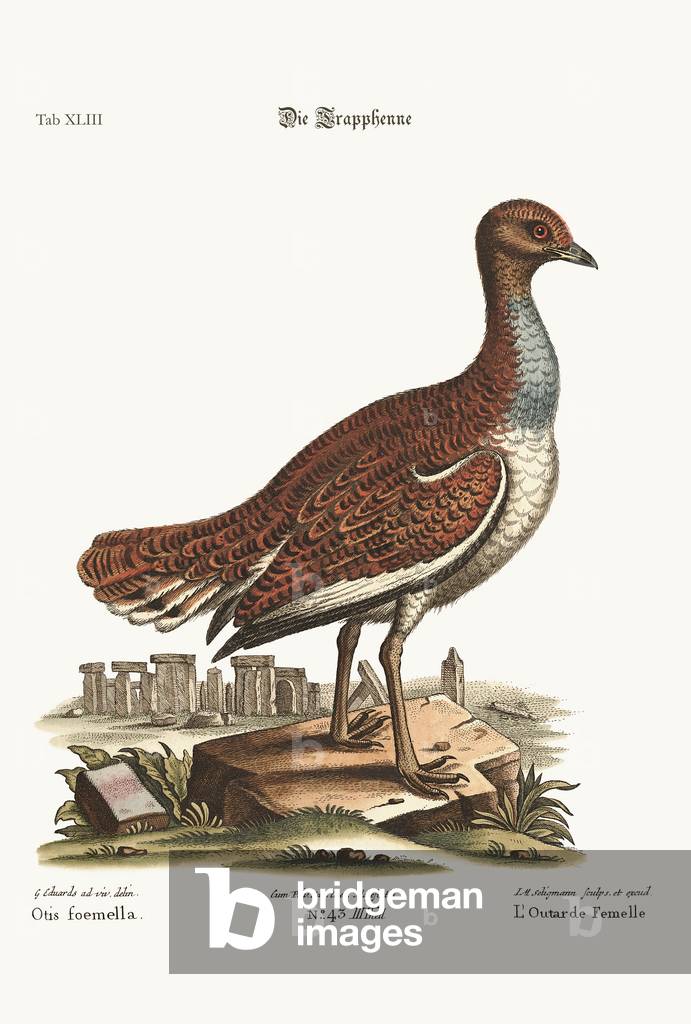 The Hen Bustard, 1749-73 (coloured engraving)