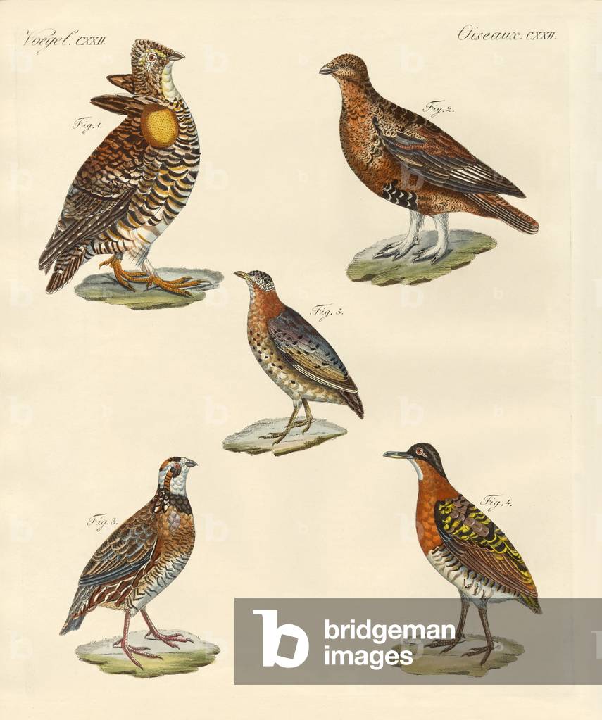 Beautiful hen-like birds (coloured engraving)