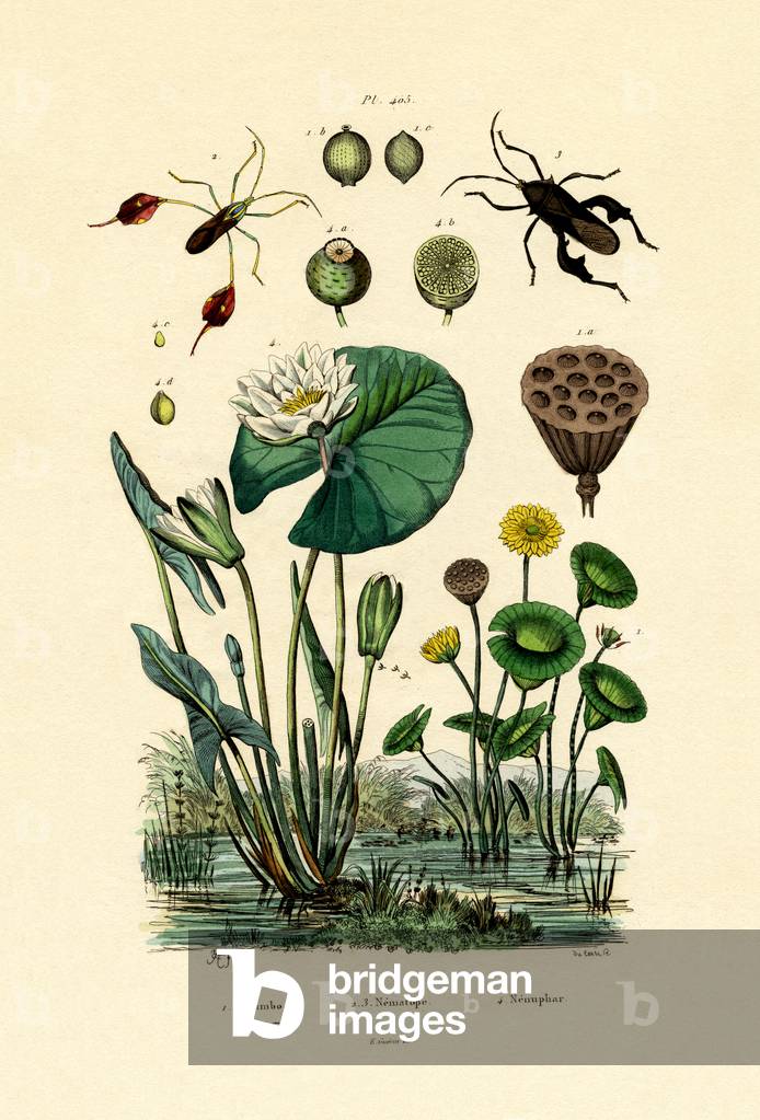Sacred Lotus, 1833-39 (coloured engraving)