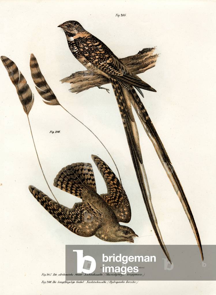 Standard-winged Nightjar, 1864 (colour litho)