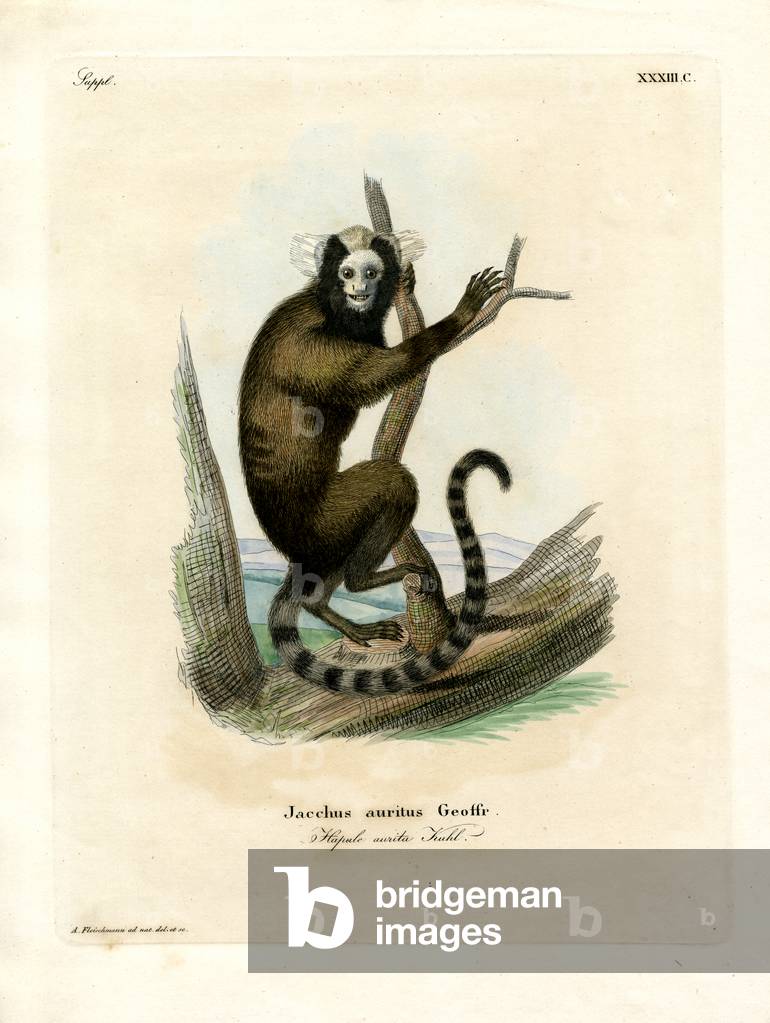White-eared Marmoset (coloured engraving)