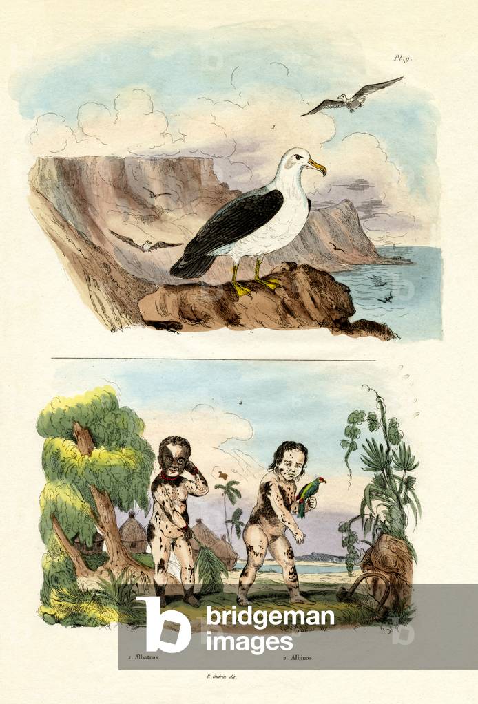 Albatros, 1833-39 (coloured engraving)