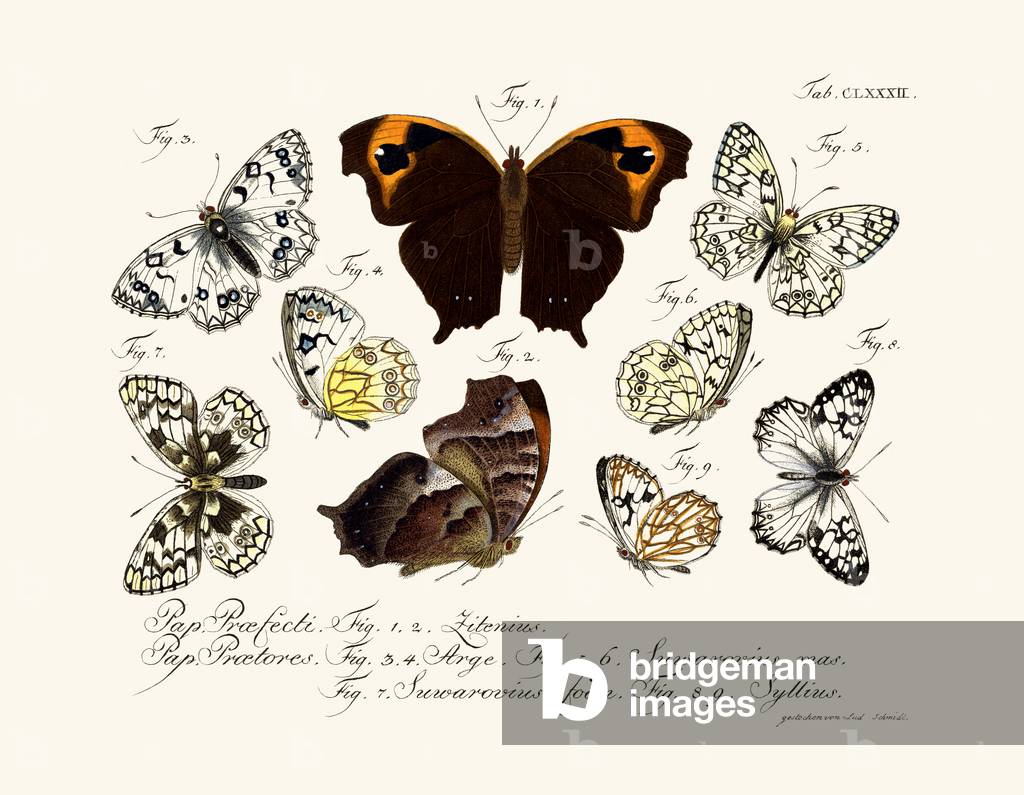 Butterflies, 1783-1806 (coloured engraving)